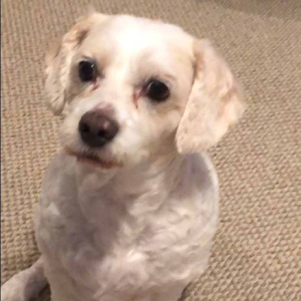 Meet your Posher, Sam